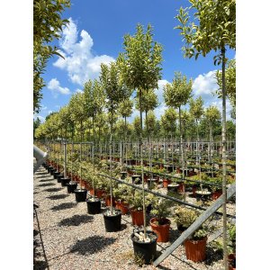 Vtáčí zob vajcolistý (Ligustrum Ovalifolium) ´AUREUM´ - výška 230-260 cm, kont. C30L/C35L (-23°C) NA KMIENKU